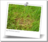 Dollar spot