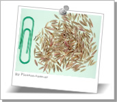 Tamaño semillas