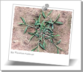 Malezas en un jardín