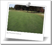 Pasto Bermuda