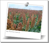 Semillas de sorgo forrajero