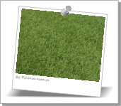 Semillas de Zoysia